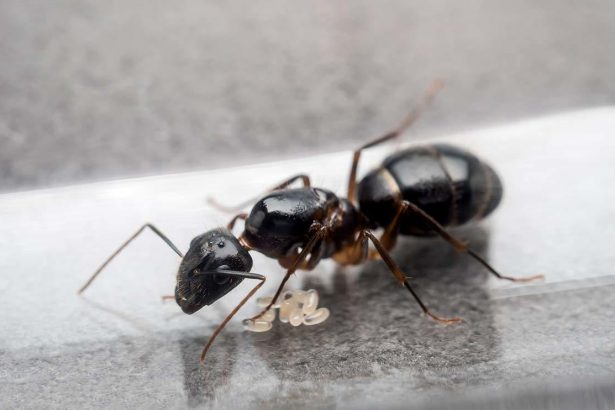 How to Banish Ants from Your Clothes