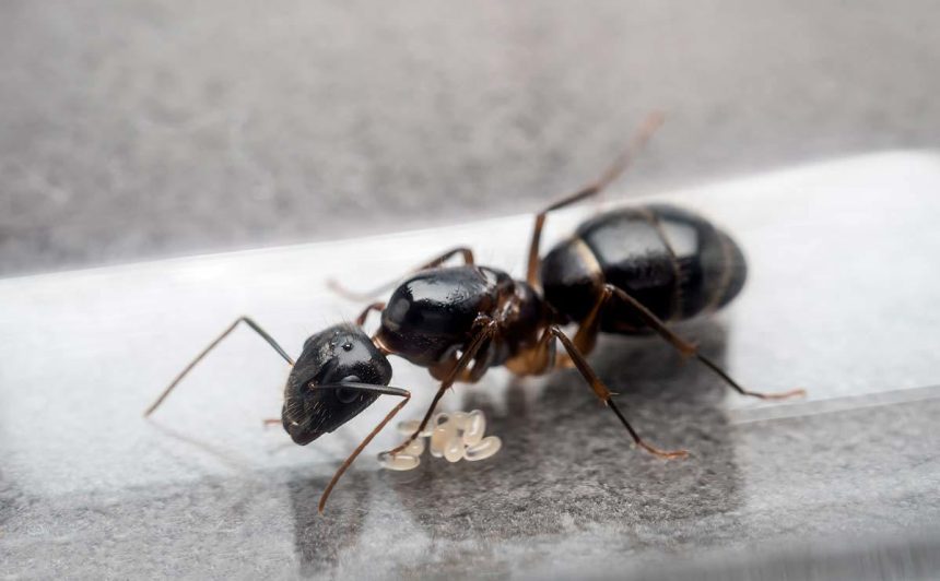 How to Banish Ants from Your Clothes