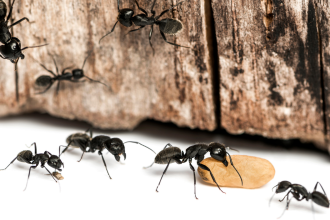 How to Banish Carpenter Ants from Your Camper?