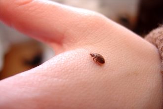 Would Bed Bugs Bite Every Night? And How Often Do They Bite? Uncover the Truth!!!