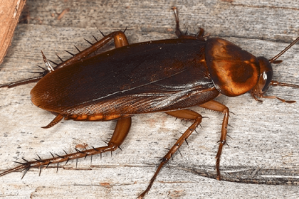Why Do I Have Cockroaches? A Comprehensive Guide to Prevention and Control