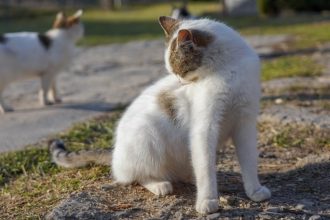 Do Bed Bugs Bite Cats? Unveiling the Mystery!!!