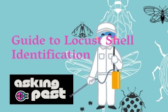 Guide to Locust Shell Identification