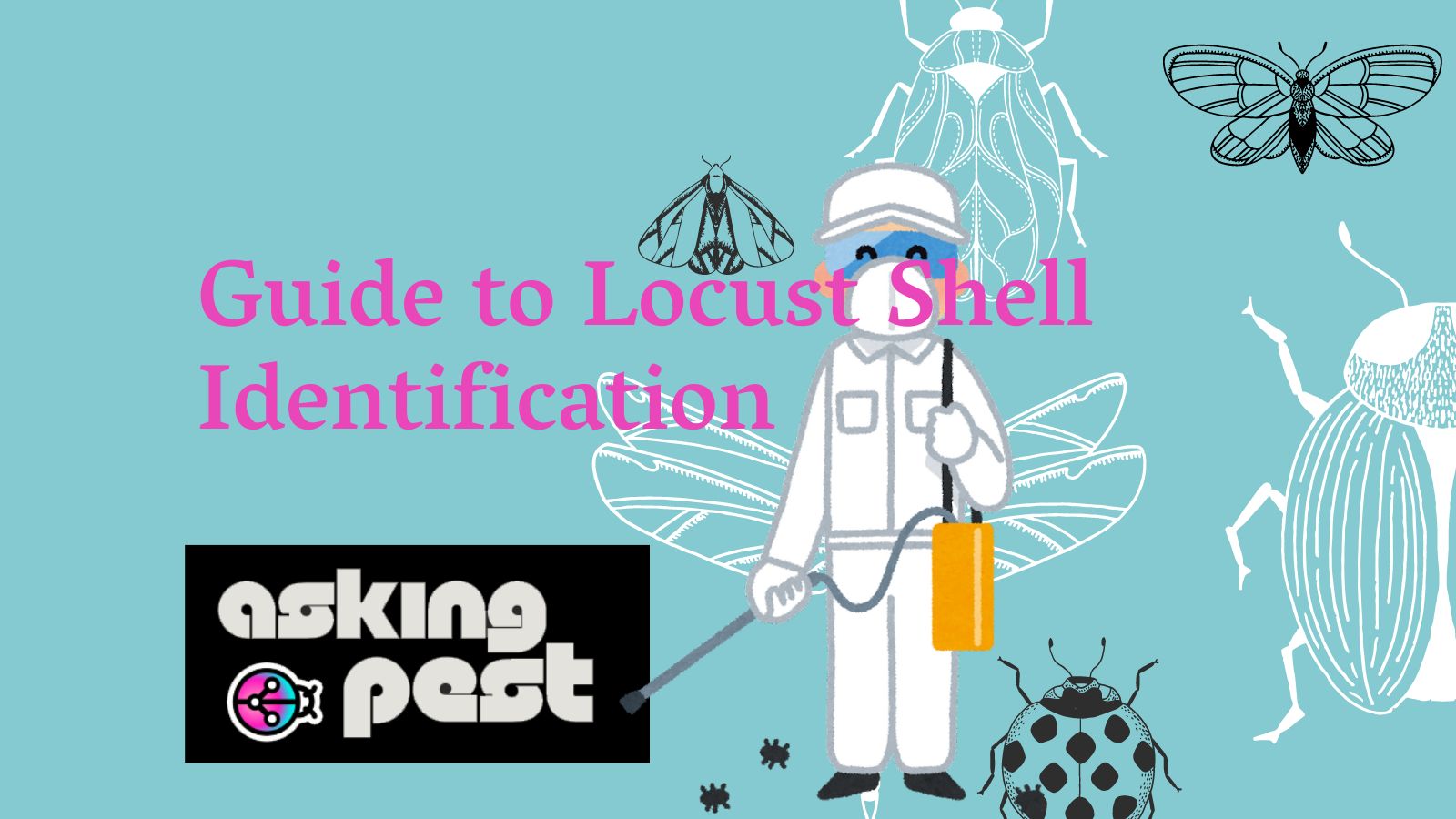 Rodent Shell Guide to Locust Shell Identification - Eco Pest Clear