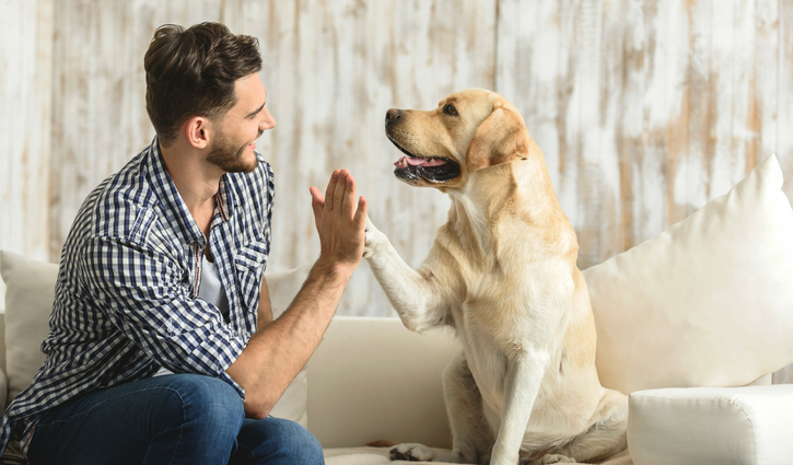 Guide to Pest Control and Dog Safety: Protecting Your Furry Friend Guide to Pest Control and Dog Safety: Protecting Your Furry Friend