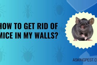 How to Get Rid of Mice in My Walls? A Comprehensive Pest Control Guide