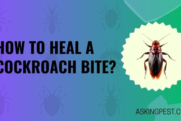 How to Heal a Cockroach Bite? The Ultimate Guide for a Speedy Recovery