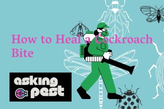 How to Heal a Cockroach Bite: Guide for a Speedy Recovery