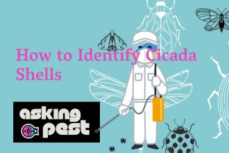 How to Identify Cicada Shells: A Detailed Guide for Pest Control