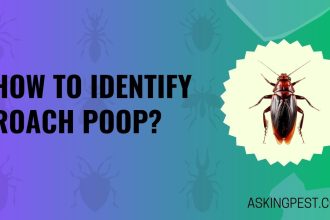 How to Identify Roach Poop? A Comprehensive Guide to Spotting Cockroach Droppings