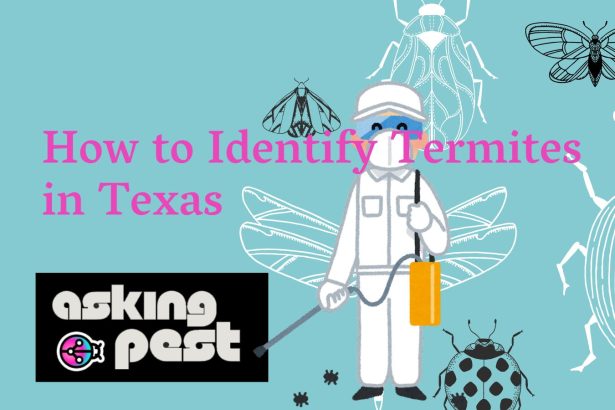 How to Identify Termites in Texas: Guide for Pest Control