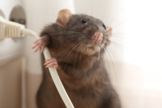 How to Prevent Mice from Chewing AC Wires? A Comprehensive Pest Control Guide