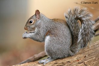 How to Spot Squirrel Pee: A Guide for Pest Control