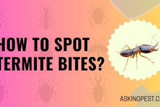 How to Spot Termite Bite?  A Guide to Identifying These Destructive Pests