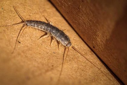 Guide to Identifying Silverfish Poop: All You Need to Know