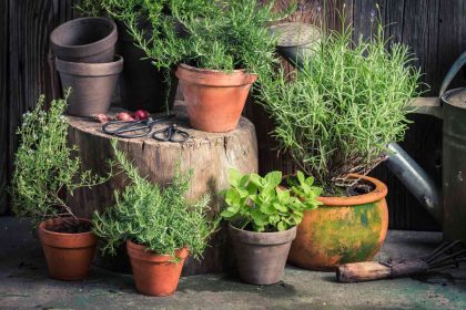 Plants Pests Despise: Your Natural Pest Control Guide