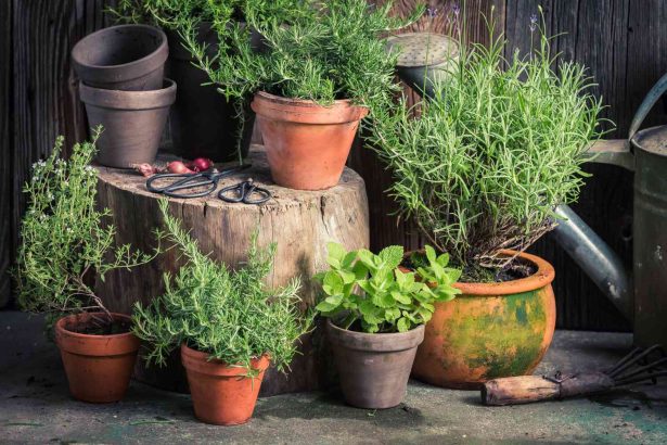 Plants Pests Despise: Your Natural Pest Control Guide