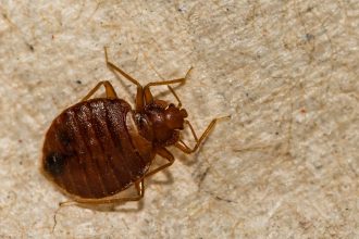 A Guide to Prevention and Control Bed Bugs