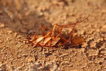 why do roaches multiply so fast