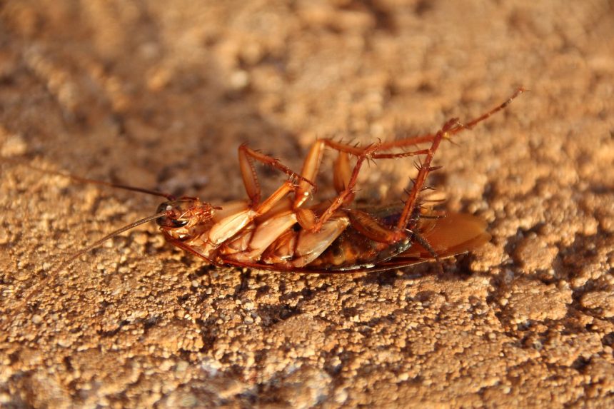 why do roaches multiply so fast