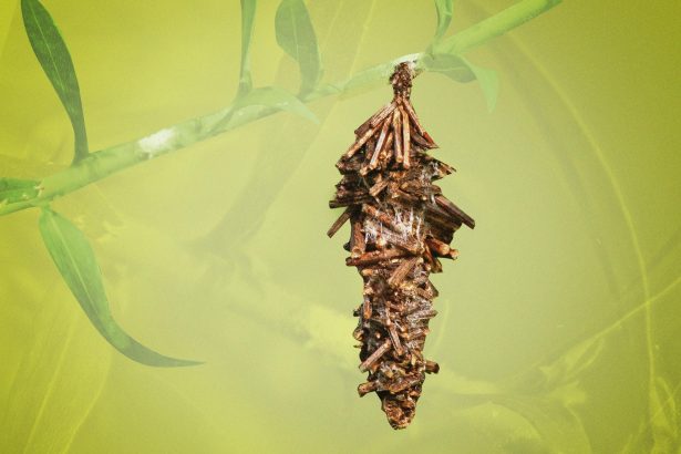 Secrets of Plaster Bagworms: Guide for Exterminators