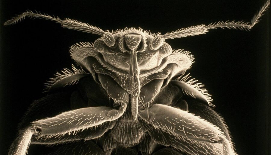 Should You Tell Your Landlord About Bed Bugs? A Comprehensive Guide for Tenants Should You Tell Your Landlord About Bed Bugs? A Comprehensive Guide for Tenants