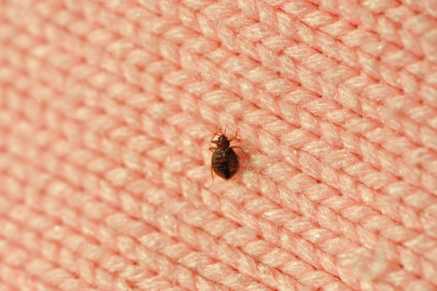 would bed bugs be in the bathroom