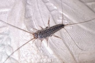 Where Do Silverfish Spawn? A Guide to Their Reproductive Habits