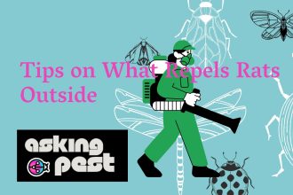 Tips on What Repels Rats Outside: Protect Your Home and Health