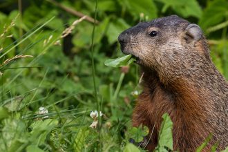 What Attracts Gophers and How to Keep Them Away