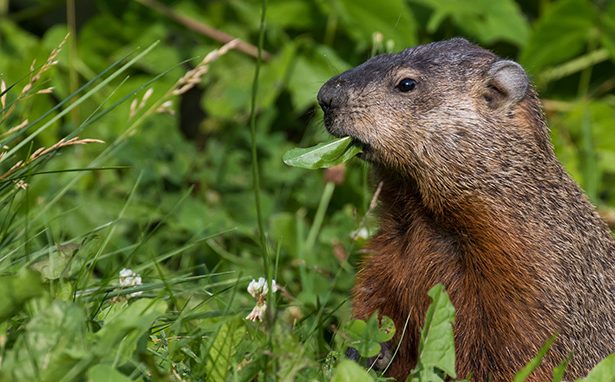 What Attracts Gophers and How to Keep Them Away