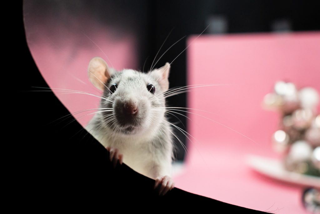 What Color Should Rat Pee Be? Guide for Pest Control What Color Should Rat Pee Be? Guide for Pest Control