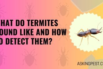 What Do Termites Sound Like and How to Detect Them?