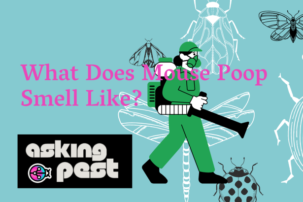 Secret The Pungent Aroma: Guide to Mouse Poop Odor
