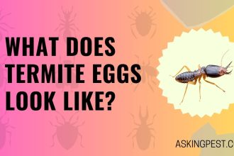 What Does Termite Eggs Look Like? A Comprehensive Guide to Identification and Control