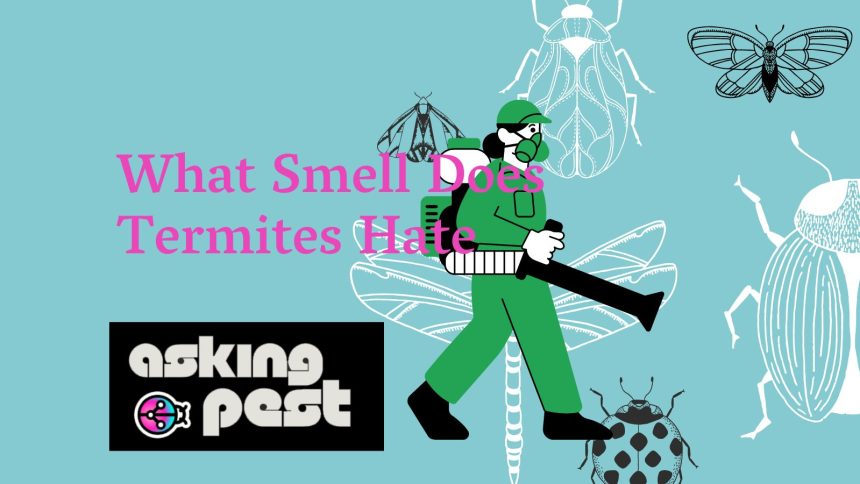 Unveiling the Scents Termites Despise: A Detailed Guide