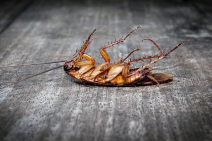 What are the Main Reasons for Pest Control?