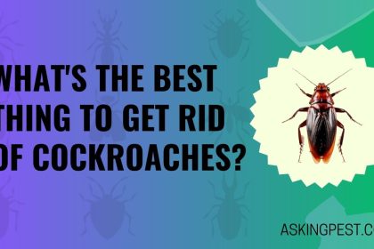 What’s The Best Thing To Get Rid Of Cockroaches? The Ultimate Guide to Elimination