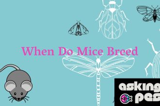 When Do Mice Breed: Guide to Prevent Infestations