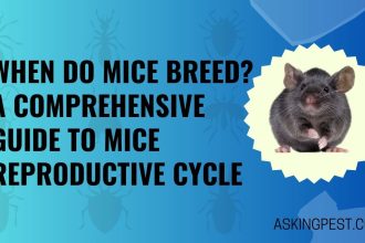 When Do Mice Breed? Heres Guide to Mice Reproductive Cycle