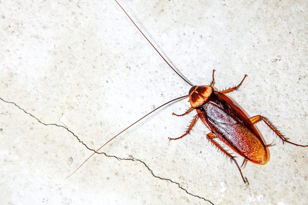 When Do Roaches Sleep and How to Target Them? Uncover the Secrets!!!
