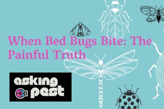 When Bed Bugs Bite: The Painful Truth
