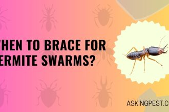 When to Brace for Termite Swarms? Time of Day Revealed!