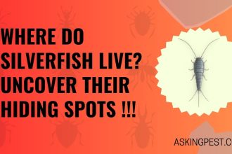 Where Do Silverfish Live? Uncover Their Hiding Spots !!!