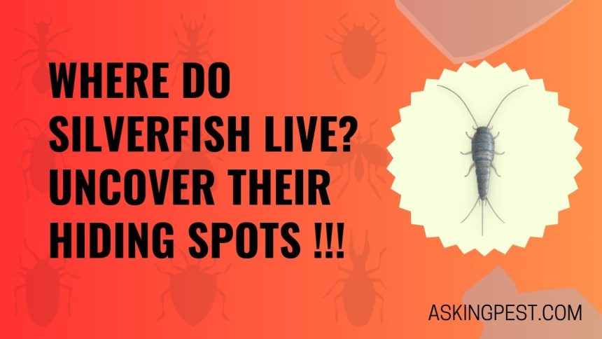 Where Do Silverfish Live? Uncover Their Hiding Spots !!!