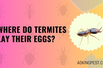 Where Do Termites Lay Their Eggs?