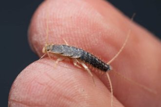 Why Are Silverfish Called Silverfish? Identifying the Characteristics