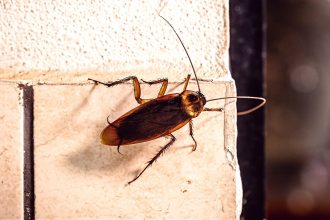 why do roaches stay in one spot