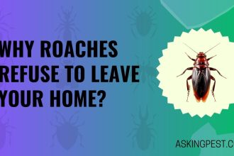 Why Roaches Refuse to Leave Your Home? Unveiling the Mystery!!!