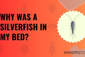 Why Was a Silverfish in My Bed? Pest Control Tips to Keep Them Away